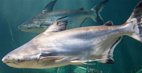 pangash fish